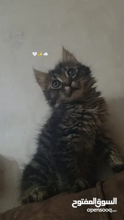 2 ذكر 2 اناث