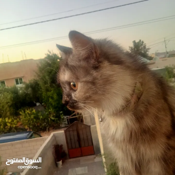 قطة شيرازي للبيع