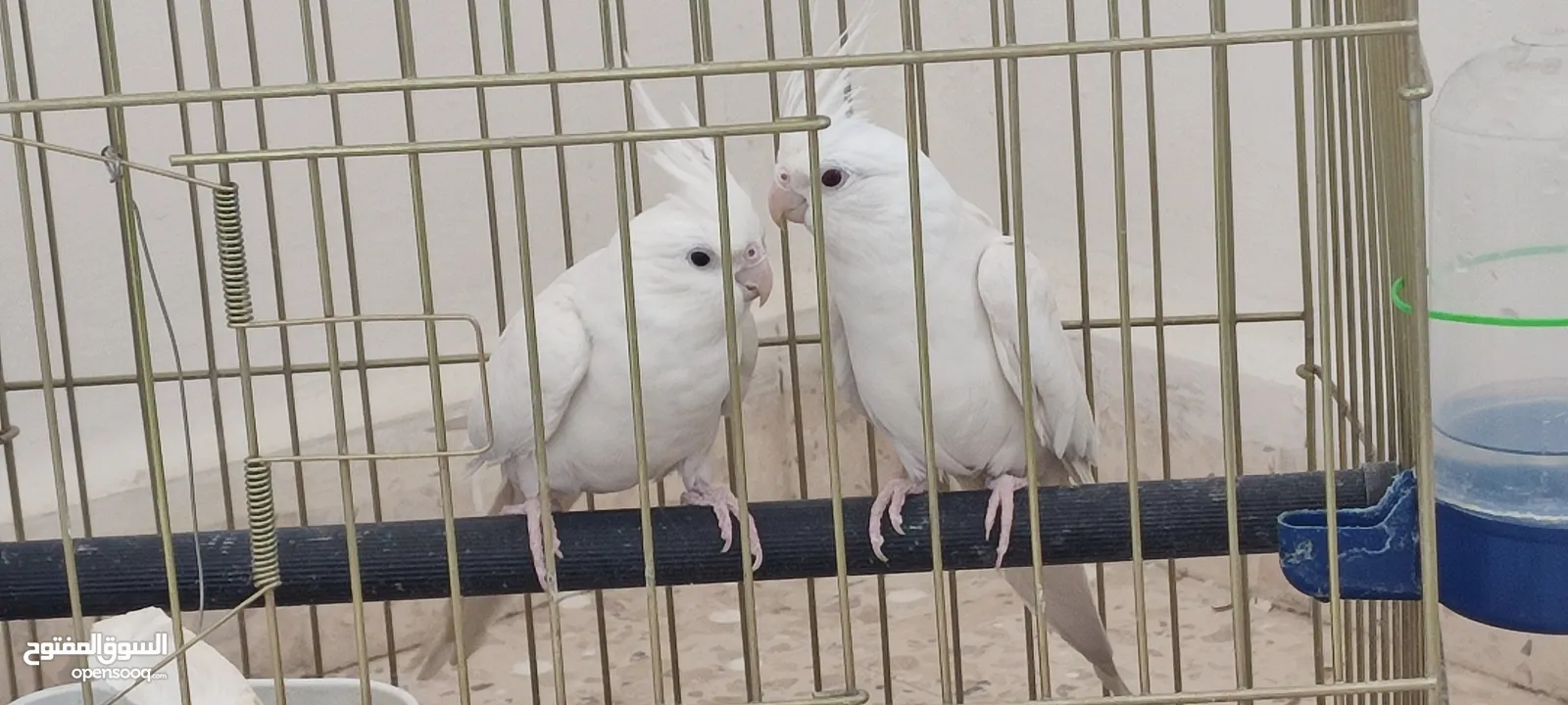 جوز كوكتيل البينو ( ابيض ) للبيع او للبدل