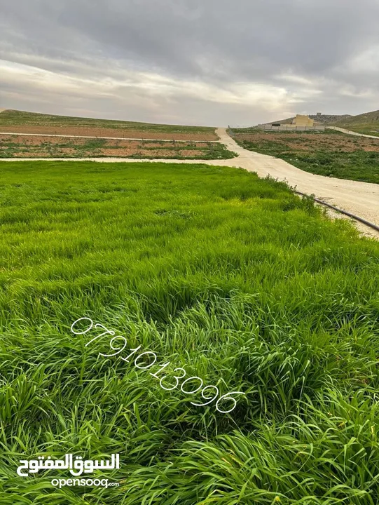 بسعر مغري للبيع ثلاث دنم ونصف منطقة بلعما الزنية قوشان مستقل من المالك مباشرة بسعر مغري جدا