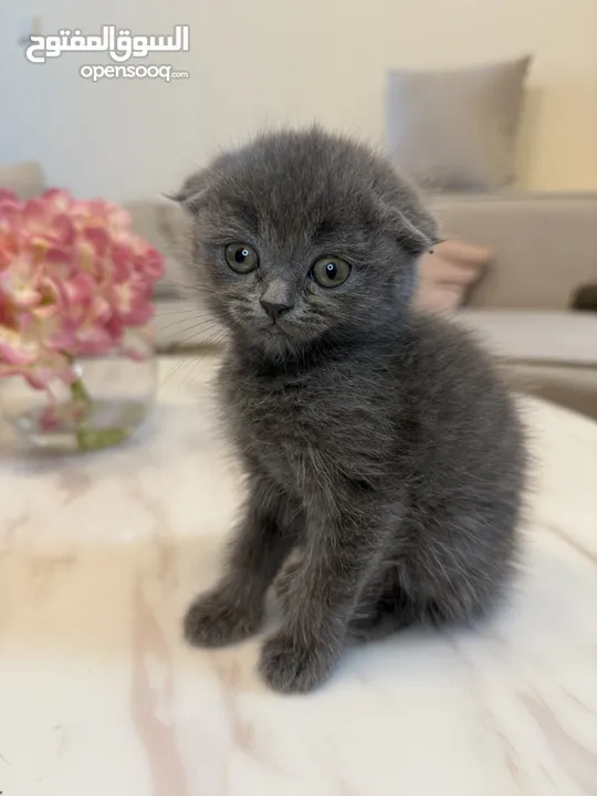 Scottish fold cats - قطط سكوتش فولد لون رمادي 2 months