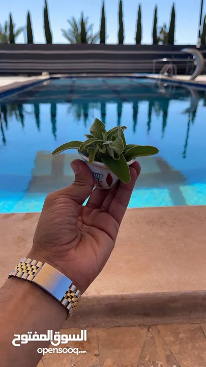 مزرعه للإيجار