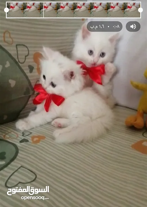 White cats Boys