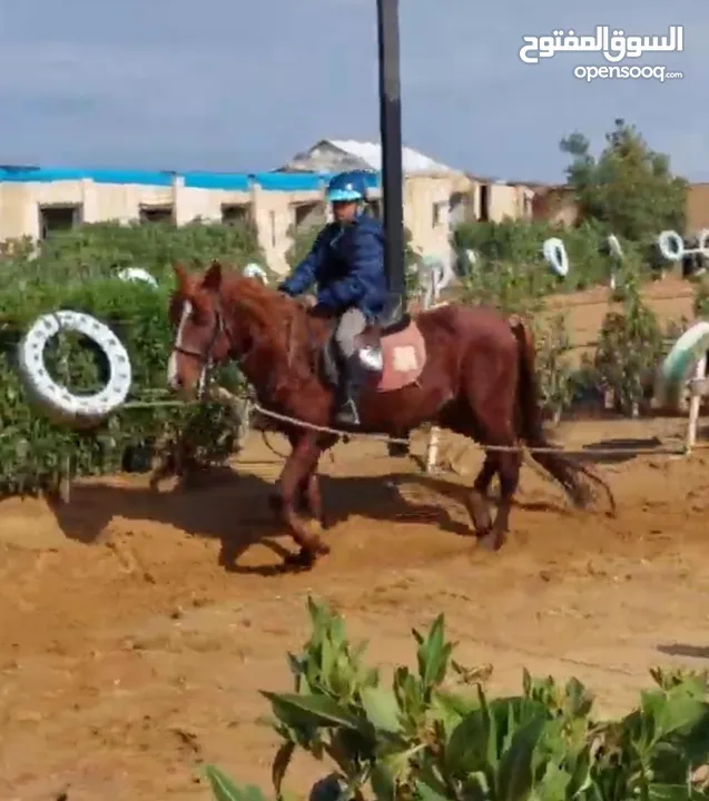 حصان (Stallion) 6 سنين، مُدًرب، يصلح للكبار و الصغار