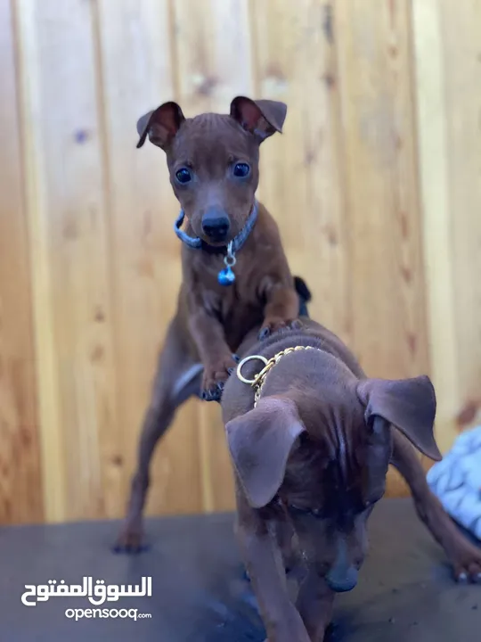 “للذوّاق فقط – Mini Pinscher بيور راقٍ ونادر