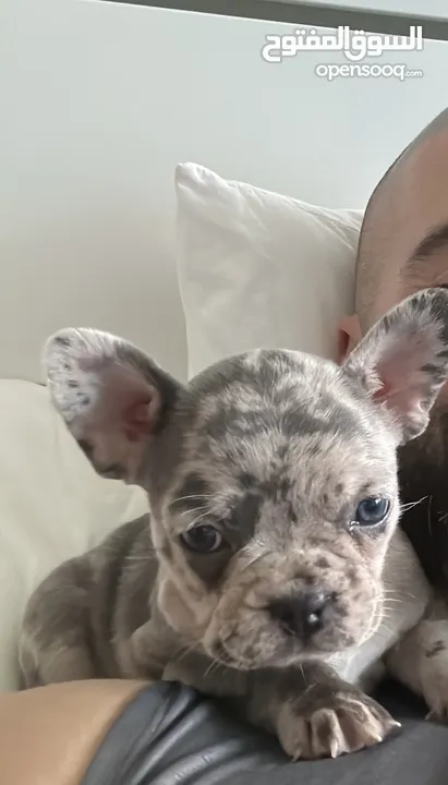 Adorable French Bulldog Puppy weeks