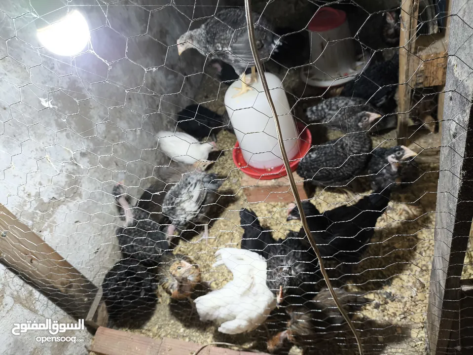 فلوس عربي و فيومي
