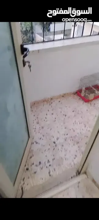 غرفة مفروشة بسكن مشترك مع طالبات مقابل جامعة الخليل