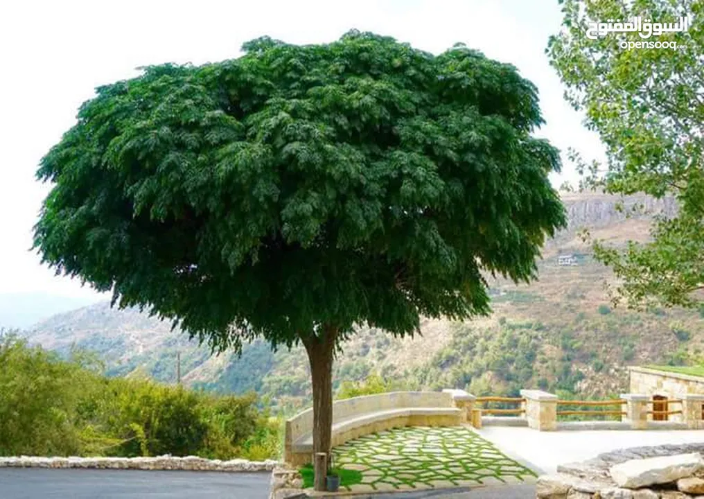 بعد إذن الإدارة  متوفر لدينا شجر زنزلخت الشماسي إيطالي أنثى ارتفاع من 180 سم إلى 250 سم سعر الشجره 6