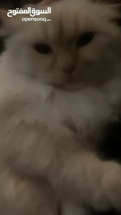 شيرازي للبيع عمرها سنة وشوي سعرها 600(قابل للتفاوض المعقول) اجتماعية وبترد عصحابها ومتعودة عالحمام