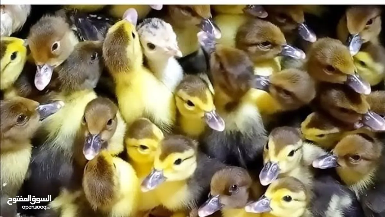 صيصان بط عمر 10 ايام