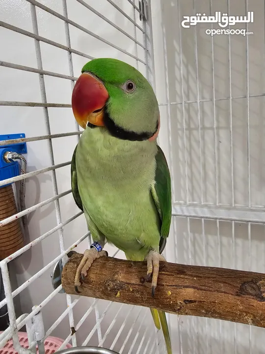 Beautiful Male Alexandrine Parrot, 2 Years Old ببغاء ألكسندرين ذكر جميل، عمره سنتان