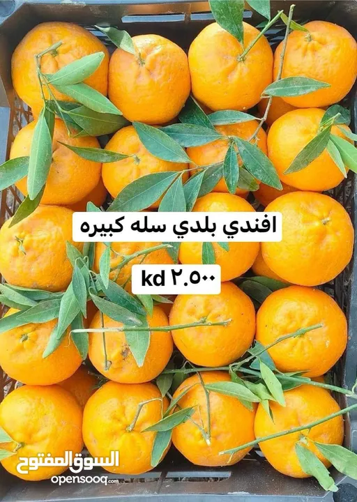 لوجي للخضار والفواكه أفرعنا الفروانيه /الجهراء/السالميه