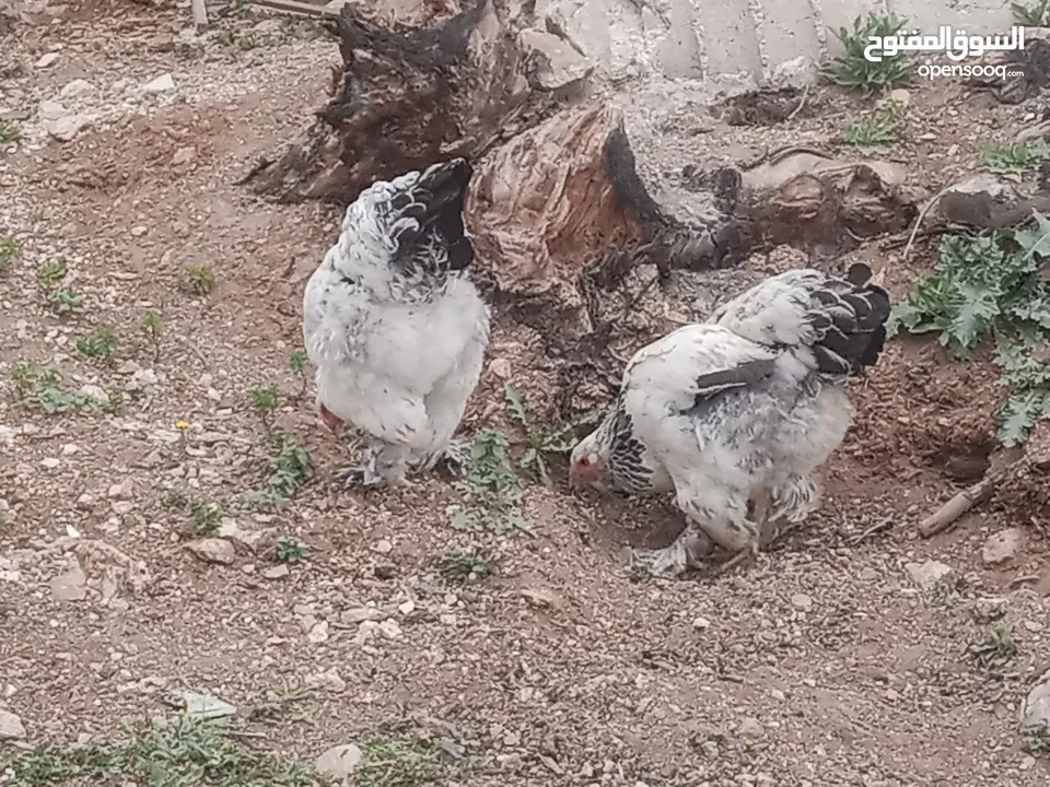 جاج براهما وبلدي وحبش
