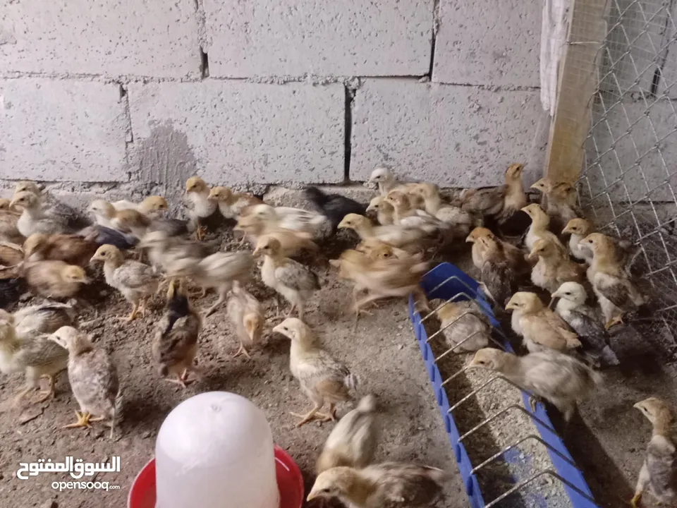 صوص بلدي عمر 38 يوم   صوص بلدي عمر 18 يوم