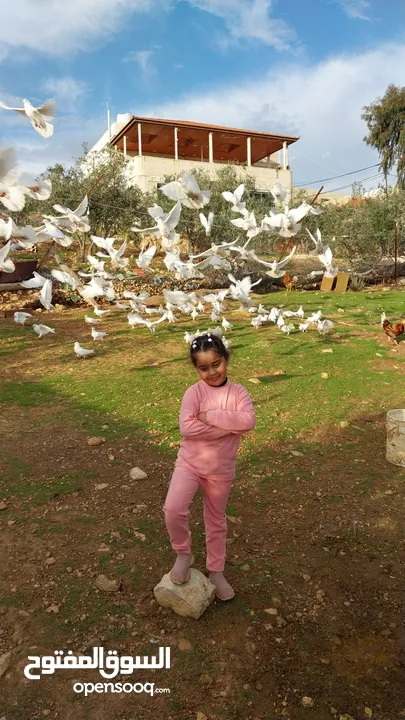 متاح حمام لاحم فرنسي بيور