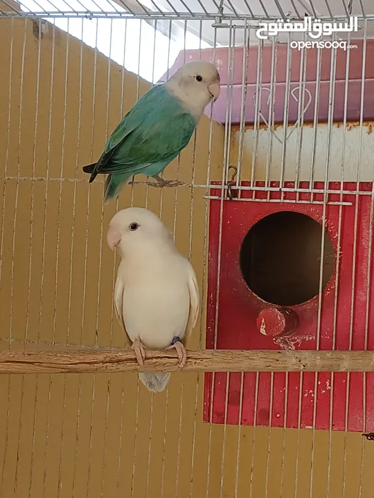 2 love bird breeder pair for sale