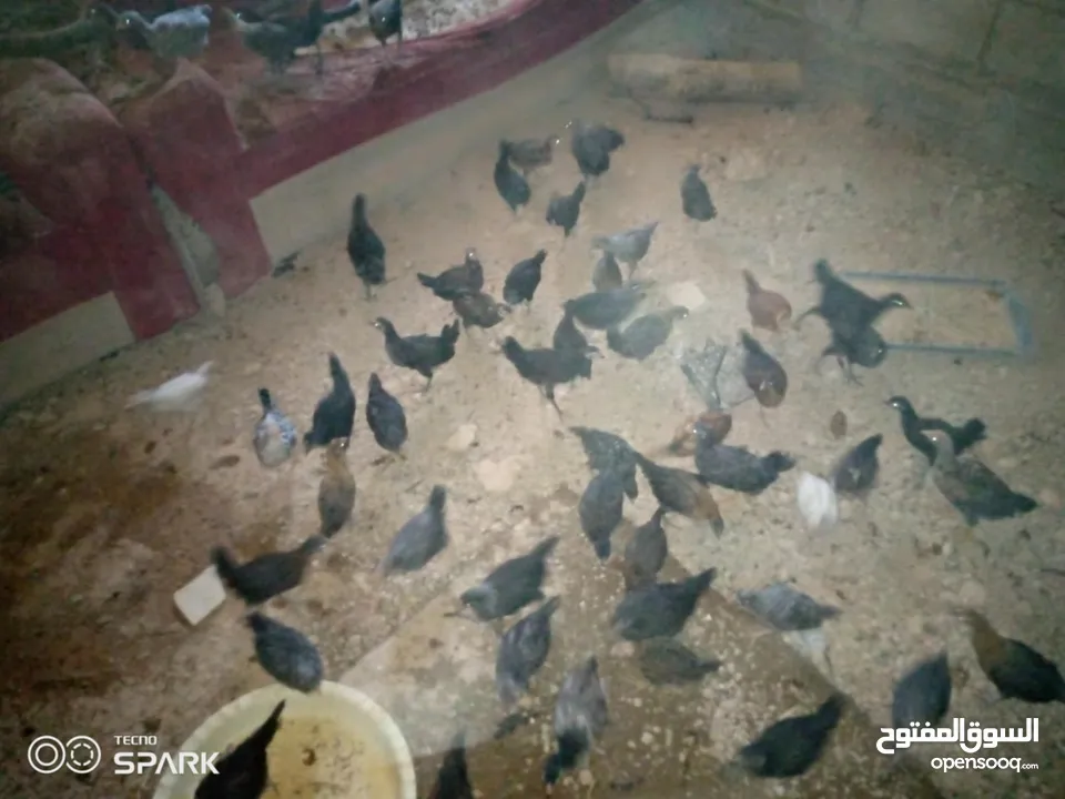 فراخ للبيع