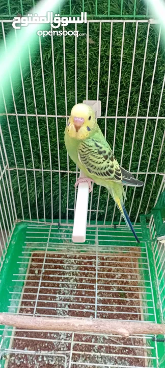 طيور حب  عصافير حب   ببغاء حب  بادجي   طيور  عصافير  ببغاء
