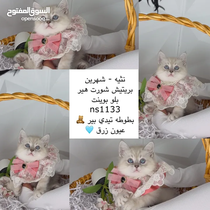 قطط صغيره مميزه للبيع