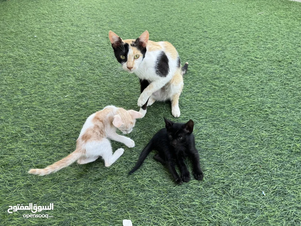 قطة للتبني cats for adoption