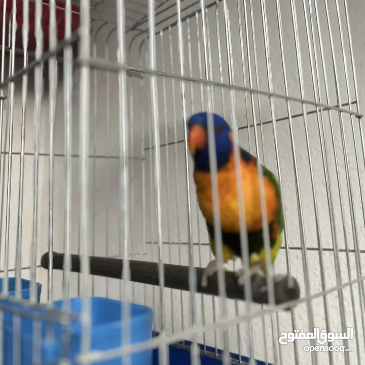 ببغاء لوري اليف  Cute Lori parrot