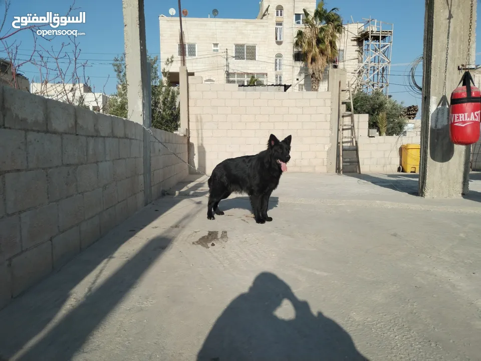 ذكر جيرمن رويال بلاك شولاين