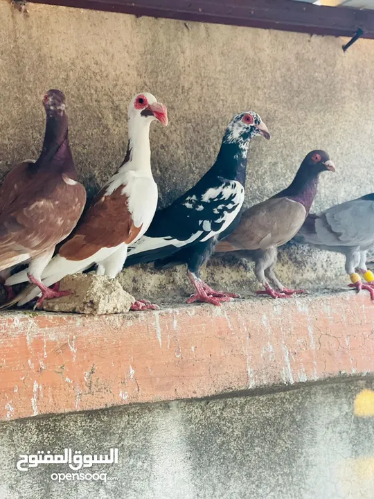 حمام انواع بغدادي للبدل ع عصافير او جاج بلدي