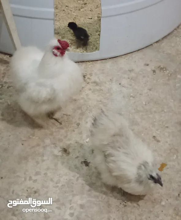ديك ودجاجه مصوف مقزم شغالات