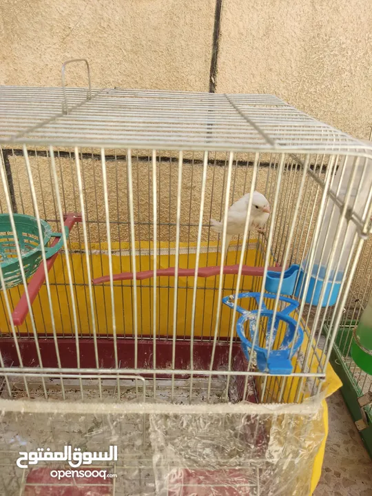 عصافير كناري للبيع