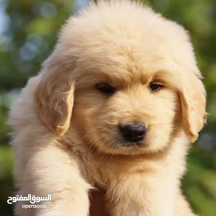 جولدن ريتريفر بريطاني آصلي  Golden retriever pure اعلى مستوى في الشرق الاوسط