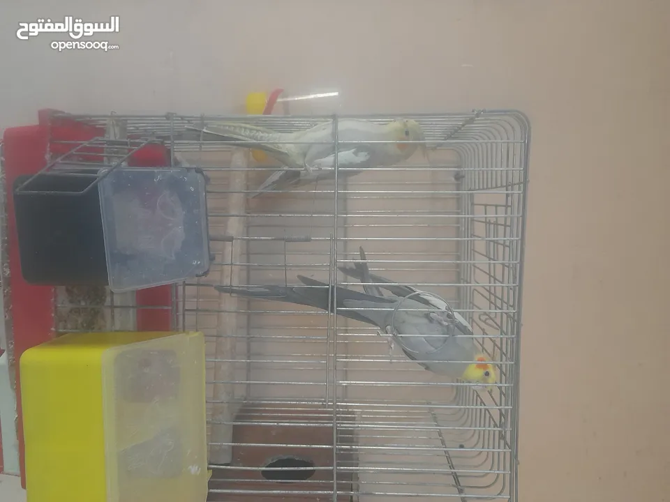 جوز ككتيل شغال