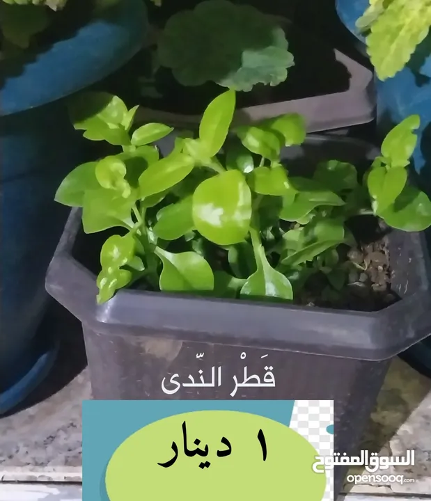 نباتات زينة و أشجار للبيع