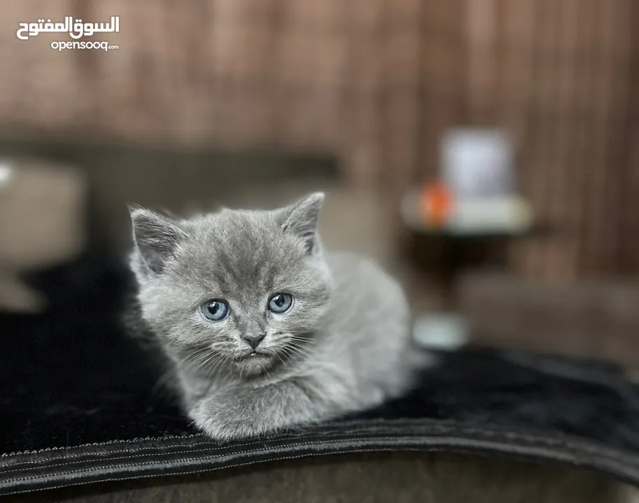 قطط سكوتش فولد وسكوتش ميكس وهميلايا وبرغندول "للبيع"