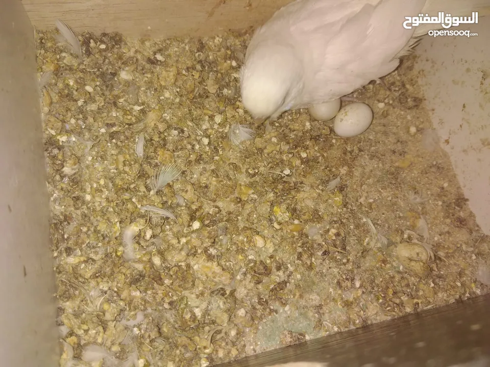 3 جواز حب شغالات مع بيض وفراخ مقفصات