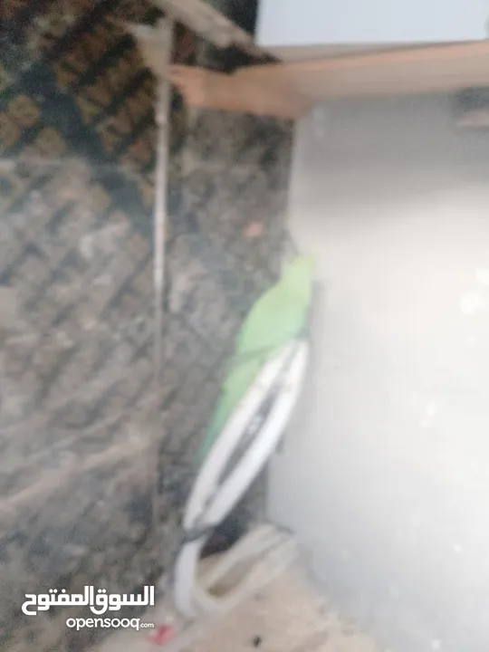 ببغات دره هندي
