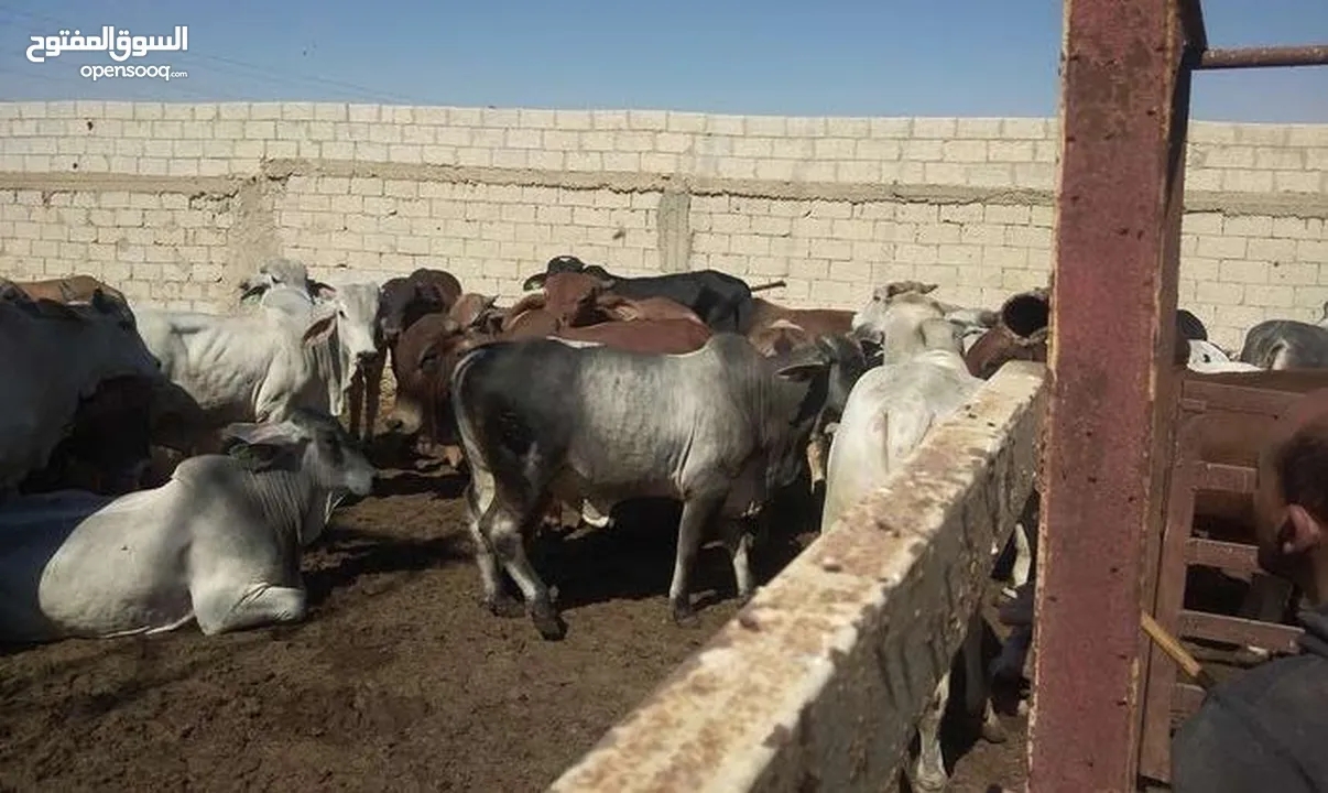 غنم وعجول للبيع