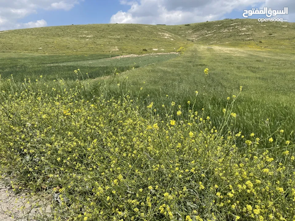 أرض سهلة على شارع رئيسي تصلح للمزارع والشاليهات