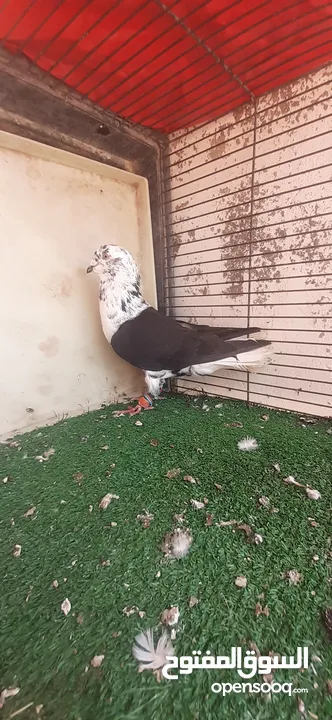 بسم الله ما شاءالله حبات نخب طواير وفحول ومخليف
