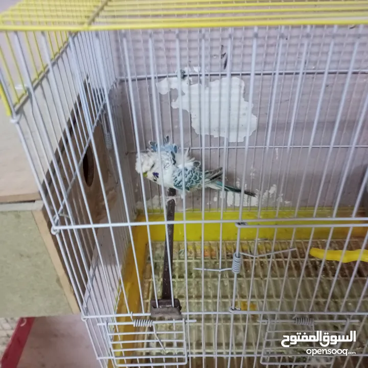 مجموعة معاكيف للبيع