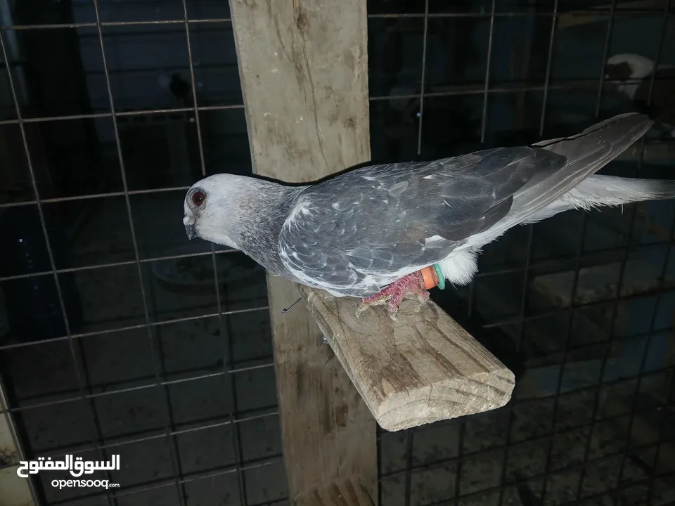 كوم كامل للبيع  دينارين ونص الحبه زق وكش الفحول كلها كش