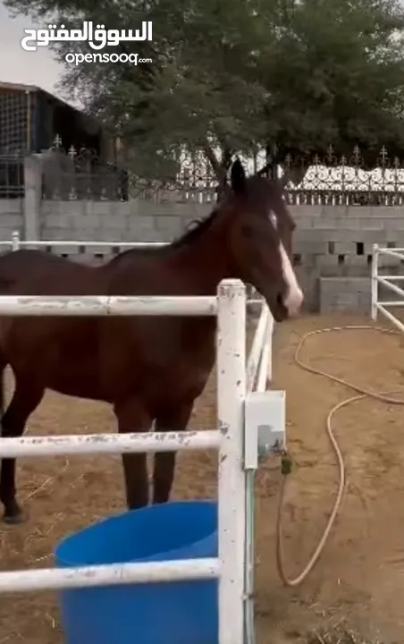 5years old, Horse