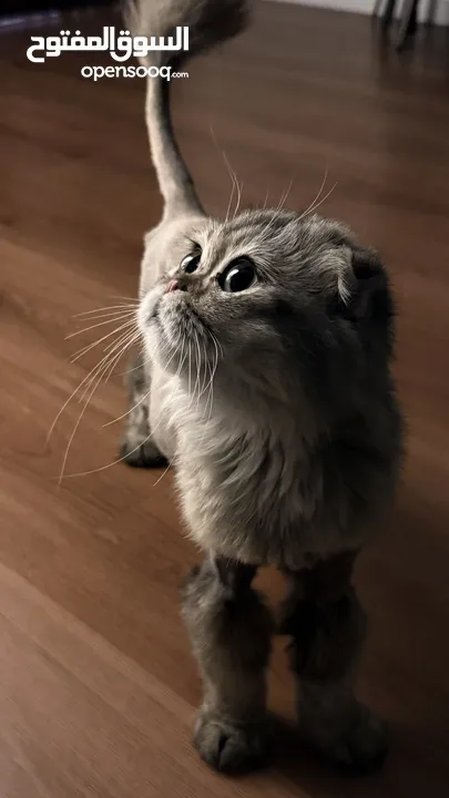 قطط سكوتش فولد  Scottish fold