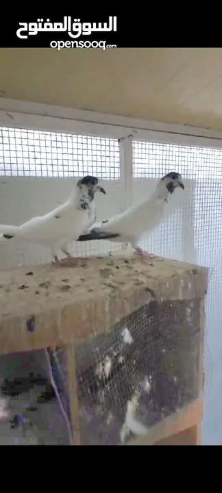 Pakistani pigeons