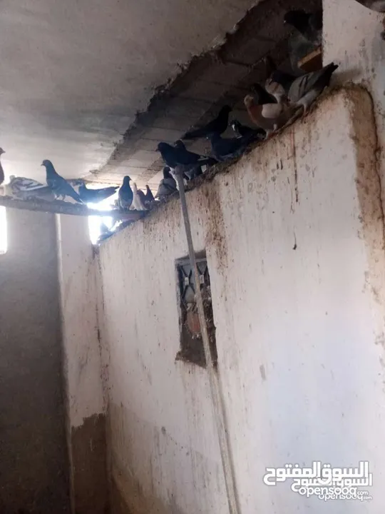 حمام بلدي نخب