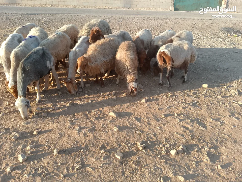 بلدي نفس الصور بالضبط عقائق ومناسبات ونذر اوزان 20 ل30 لحم صافي