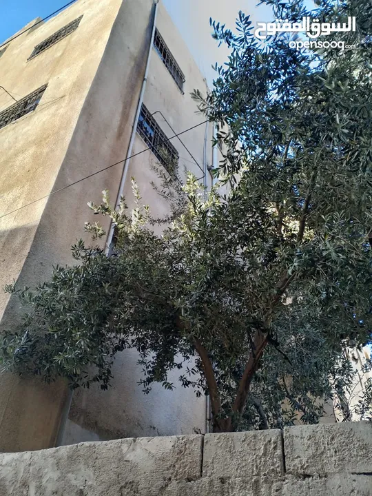 عماره كامله للبيع (مؤجرة ) قريبه من جميع الخدمات