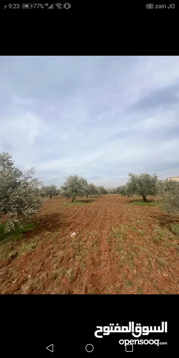 جبا مقابل ثغرة عصفور مشجره زيتون 