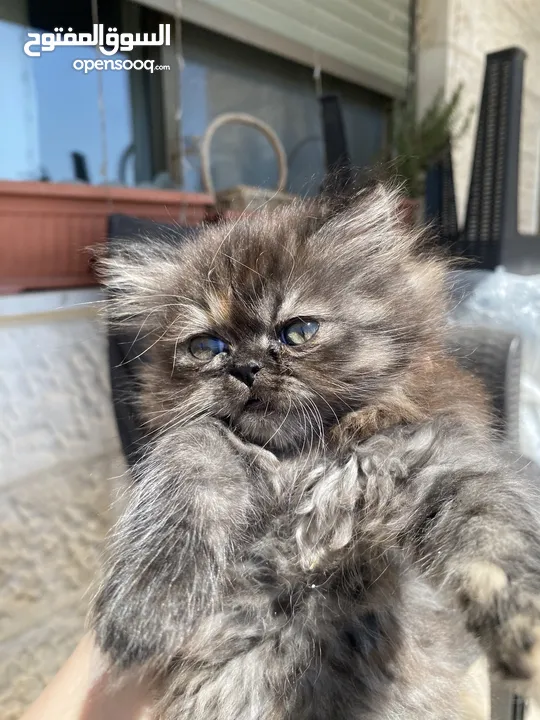 قطط Kitten