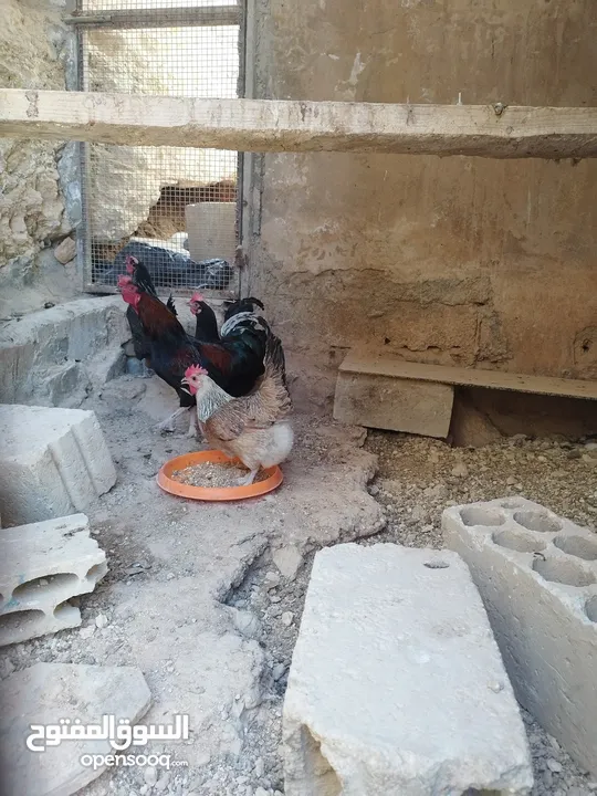 موجد 6 جاجات بلدي وديك + ديكين لوهمان شغالات